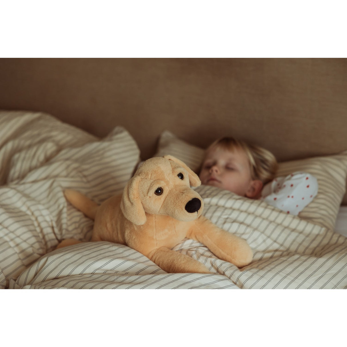 av Astrup Gravitasjonshund, 2,2 kg.