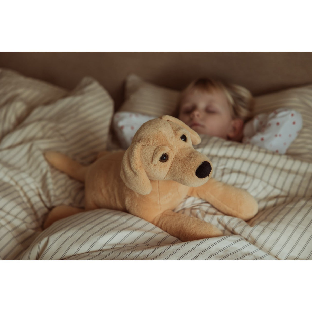 av Astrup Gravitasjonshund, 2,2 kg.