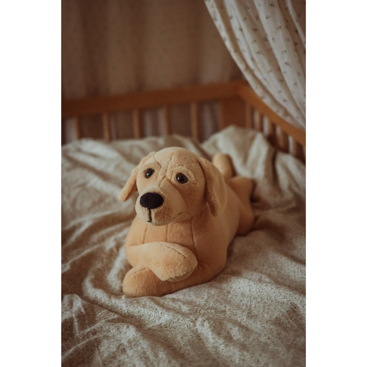 av Astrup Gravitasjonshund, 2,2 kg.