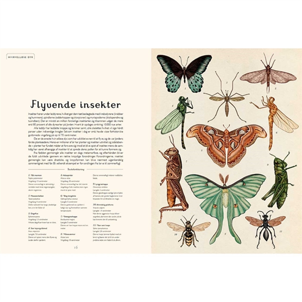 Forlaget Mammut Animalium 4